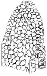 Tridontium cockaynei, cells of leaf apex, adaxial view. Drawn from J.E. Beever 113-50b, CHR 626655.
 Image: R.D. Seppelt © R.D.Seppelt All rights reserved